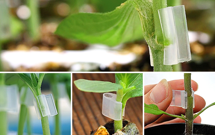 Clear Solutions | الحلول الواضحة